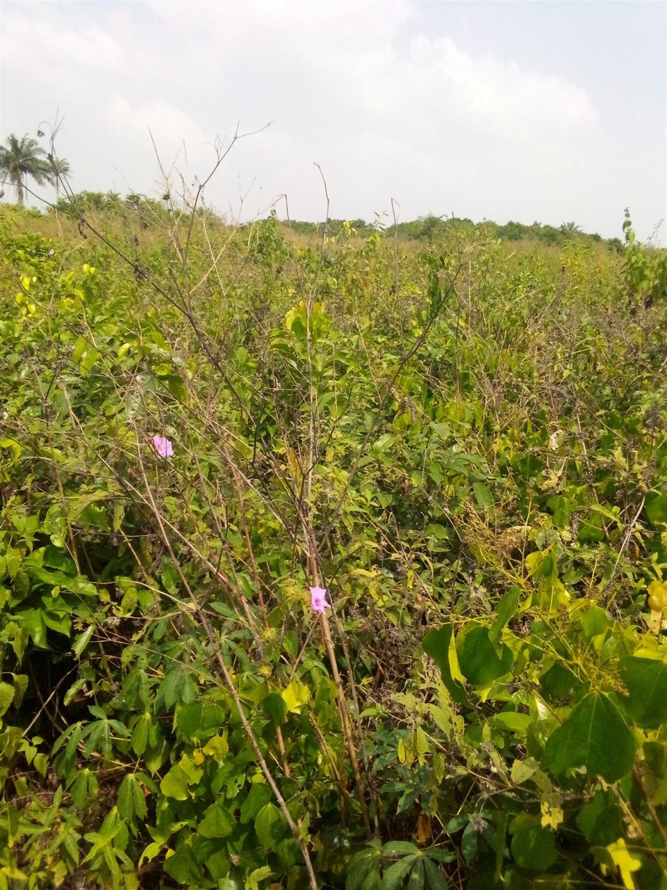 Land