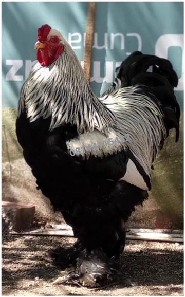 Brahma chicken breed