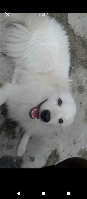 Eskimo