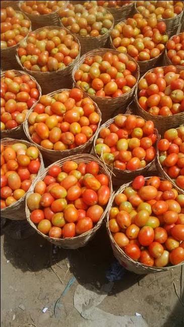 UTC Tomatoes
