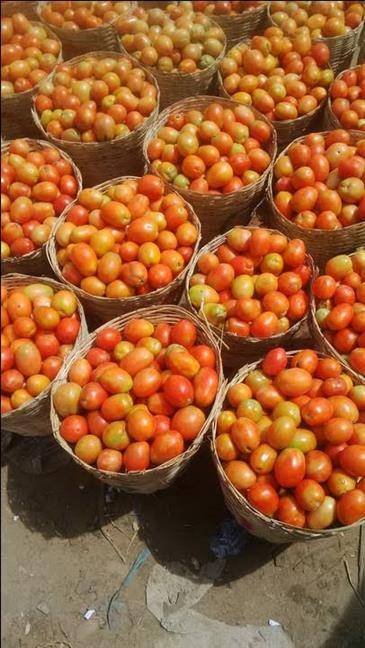 UTC Tomatoes