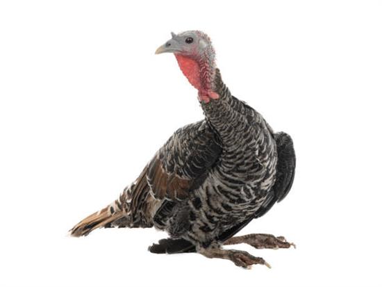 Hens turkey