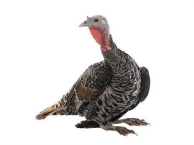 Hens turkey