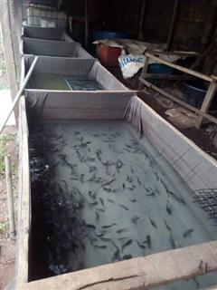 Fingerlings and juvenile