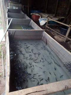 Fingerlings and juvenile