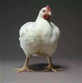 Selling of chickens