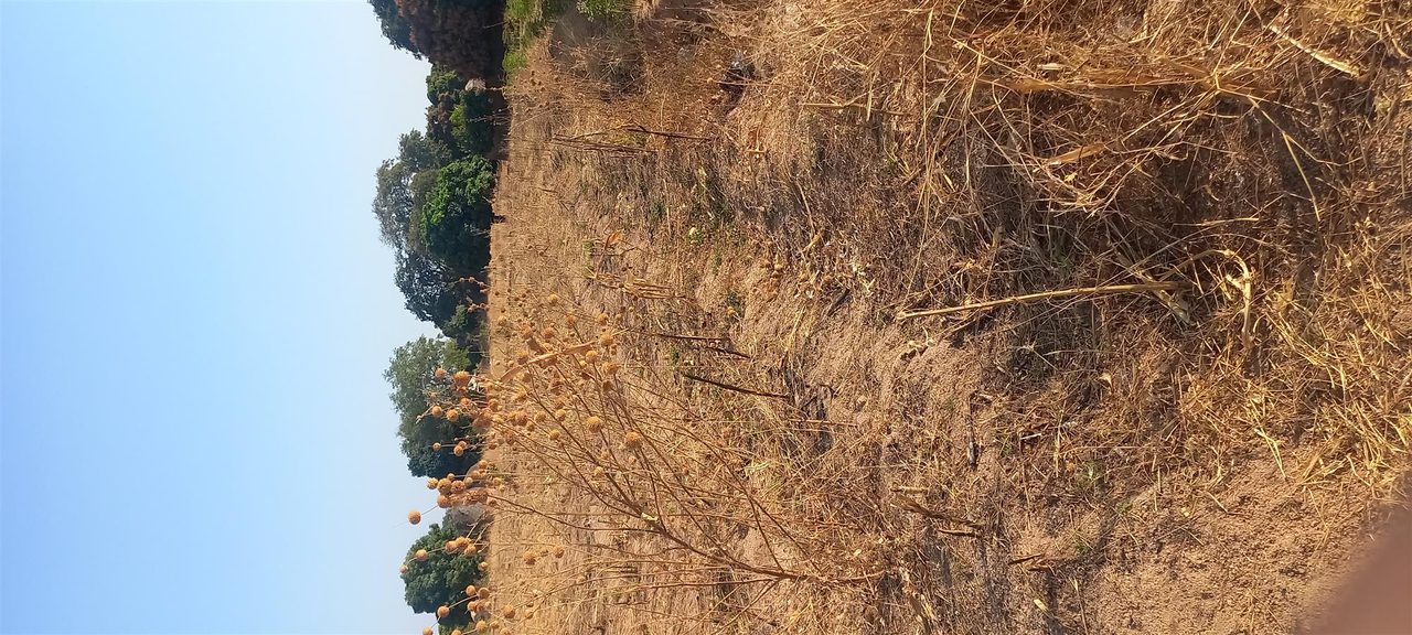 4 plots for sale