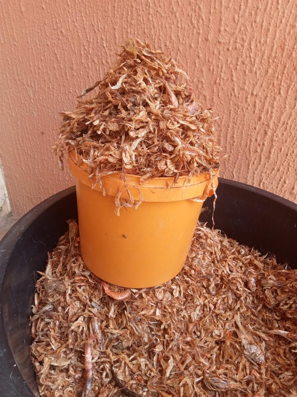 Oron crayfish