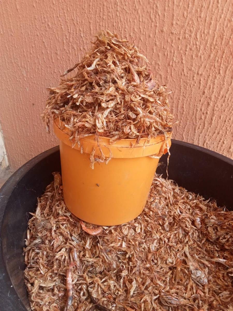 Oron crayfish