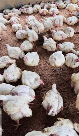 Healthy Live chickens