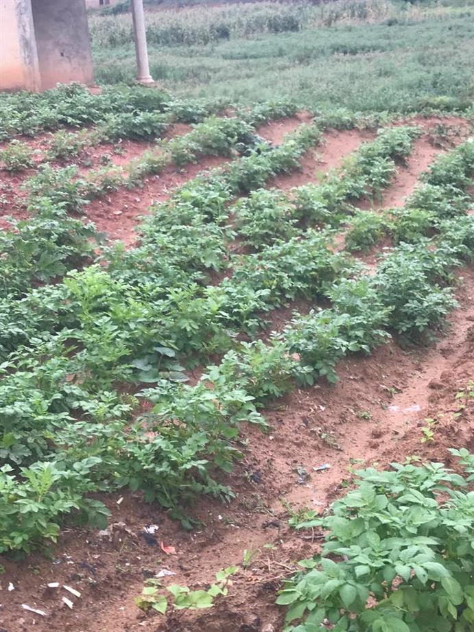 60 plots for sale