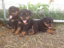 Full breed Rottweiler And puppy availabl
