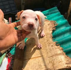 Full breed Pitbull And puppy available