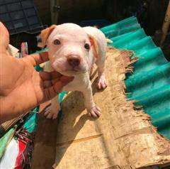 Full breed Pitbull And puppy available