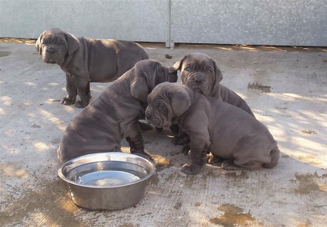 Full breed Neapolitan Mastiff And puppy