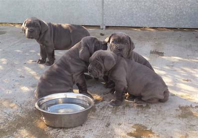 Full breed Neapolitan Mastiff And puppy
