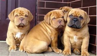 Full breed French Mastiff And puppy avai