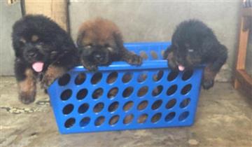 Full breed Tibetan Mastiff And puppy ava