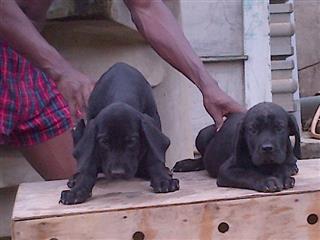 Full breed Cane Corso And puppy availabl