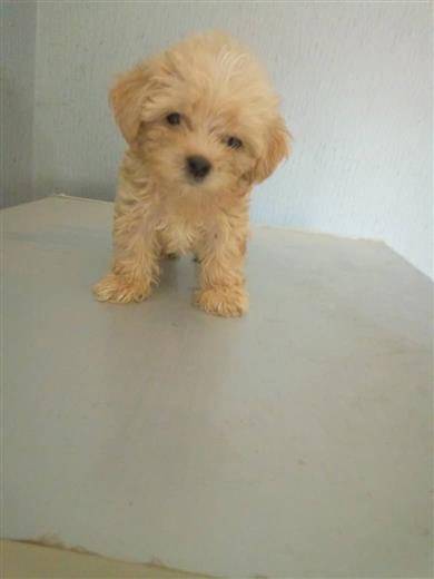 Full breed Coton De Tulear And puppy ava