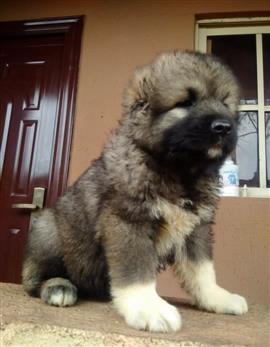 Full breed Caucasian And puppy available