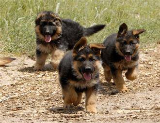 Full breed German Shepherd And puppy ava