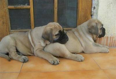 Full breed Bull Mastiff And puppy availa