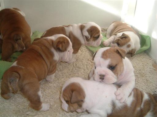 Full breed Bulldog And puppy available F