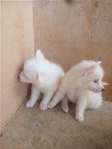 Full breed Samoyed And puppy available