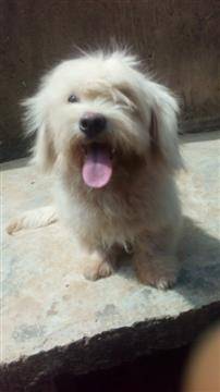 Full breed Lhasa Apso And puppy availabl