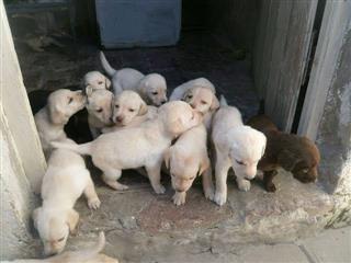 Full breed Labrador Retriever And puppy