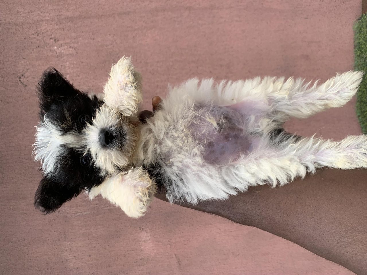 Male Lhasa puppy