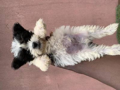 Male Lhasa puppy