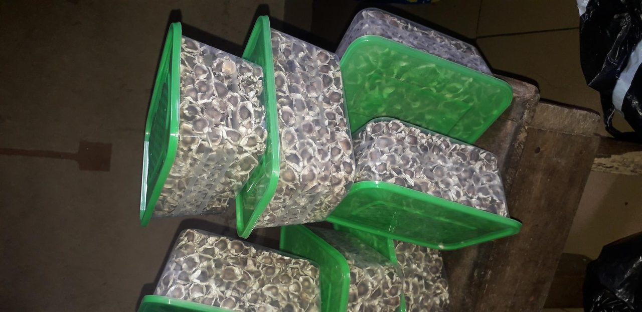 Moringa healthy seeds