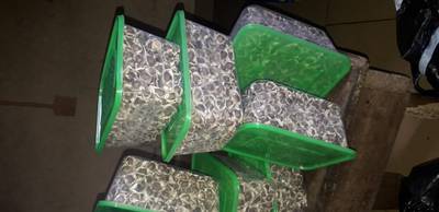 Moringa healthy seeds