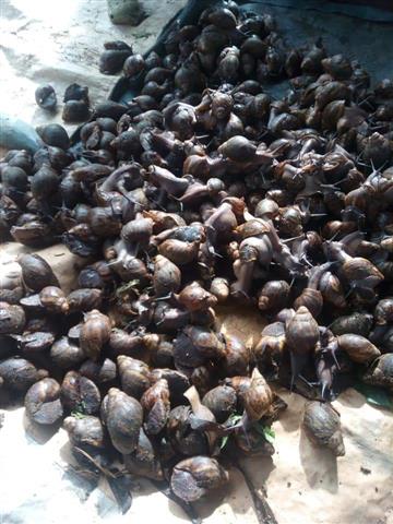 Fresh snails For sale