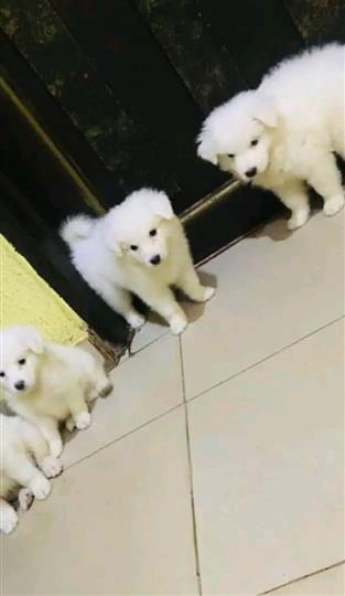 Eskimo