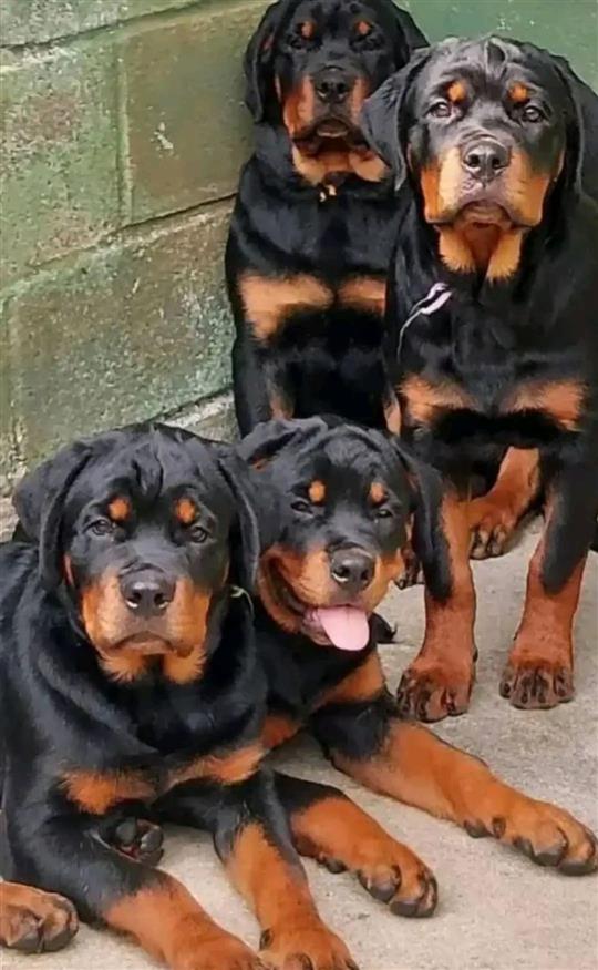 Rotweiler