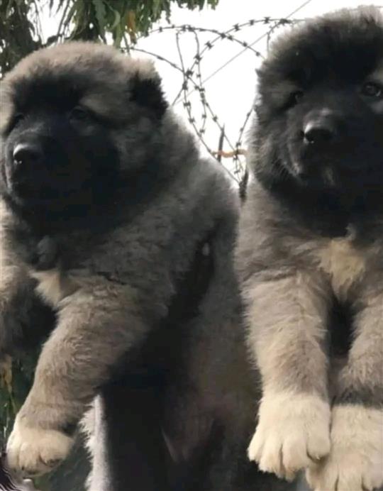 Caucasian shepherd for sale