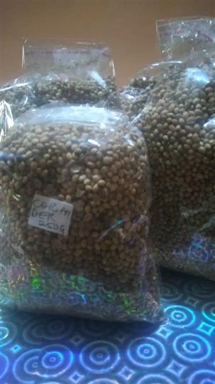CORIANDER SEEDS