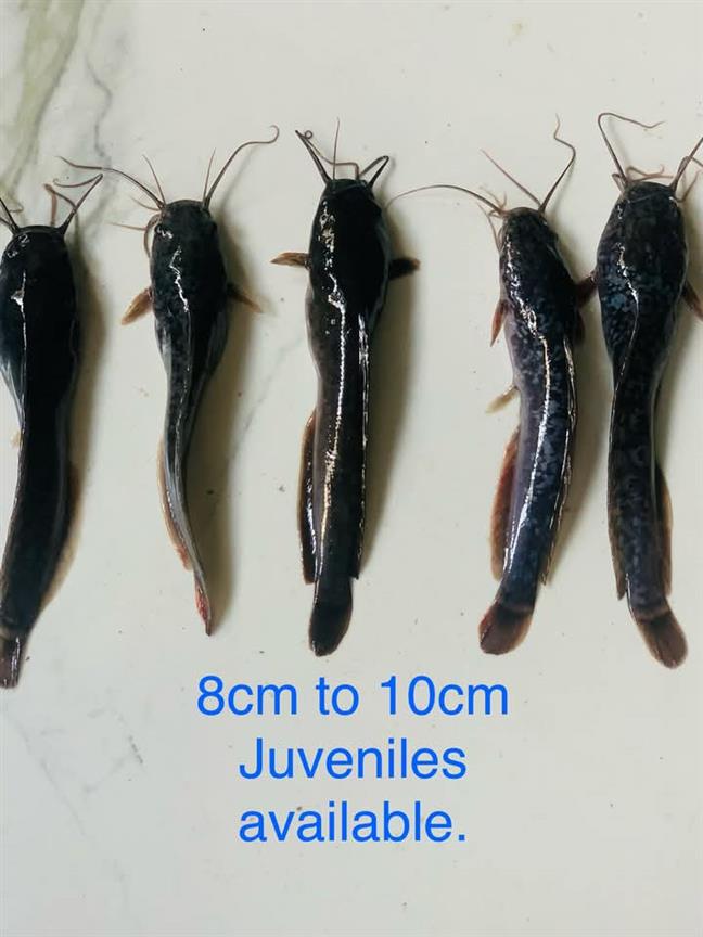 Clarias catfish juveniles and jumbos