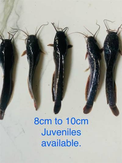 Clarias catfish juveniles and jumbos