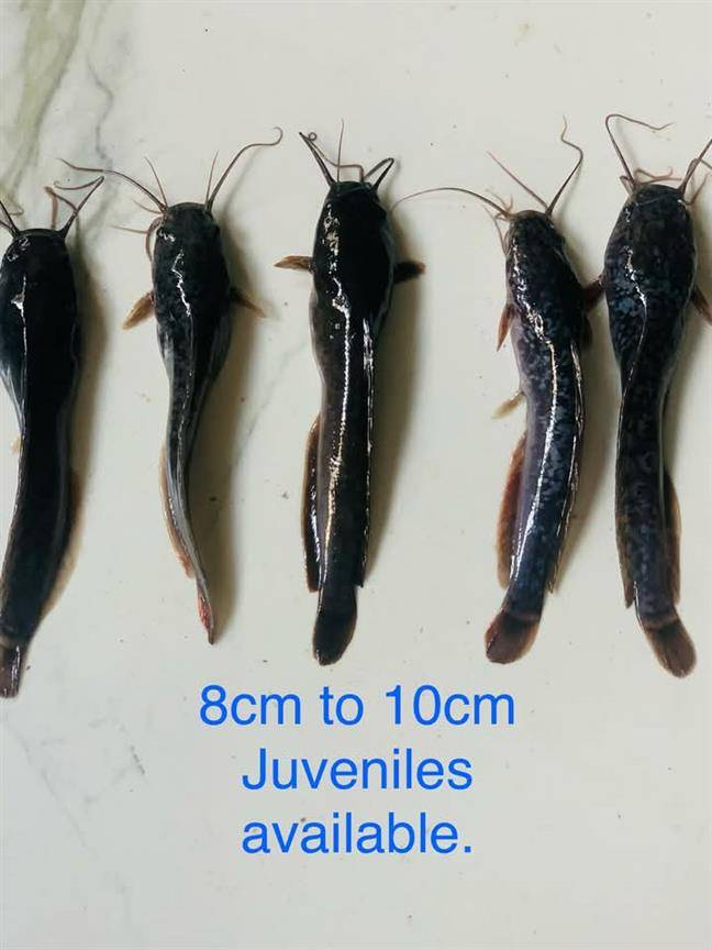 Clarias catfish juveniles and jumbos