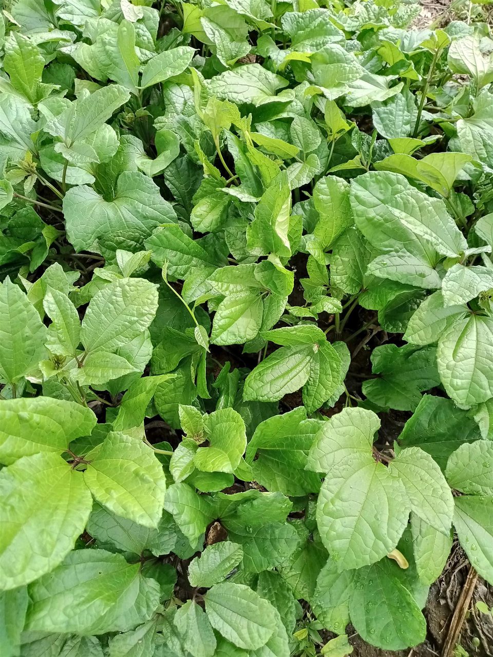 Ugu Seedling ( Broad leaves Calabar ugu)