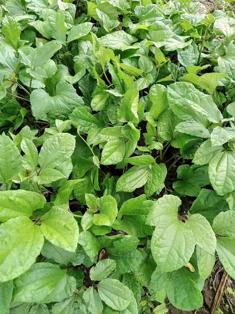 Ugu Seedling ( Broad leaves Calabar ugu)