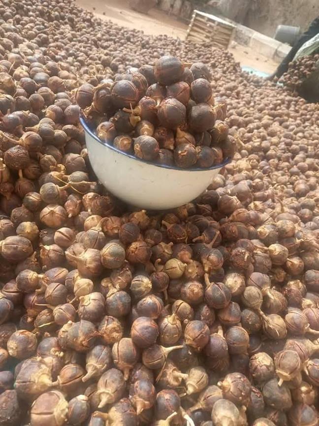 Gorontula seed