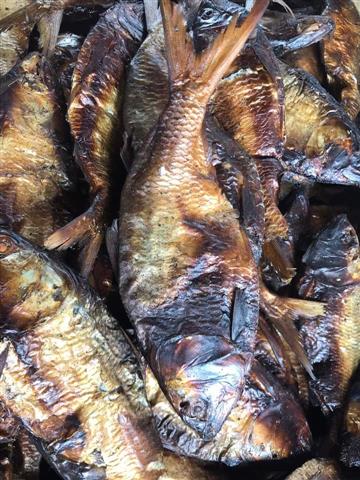 Bonga fish