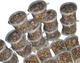 MIRACLE SEED