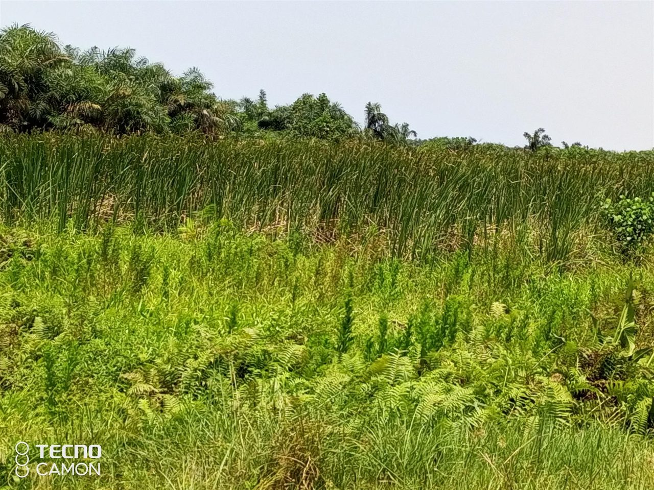 300 Hectares of Land For Sale At Dangote