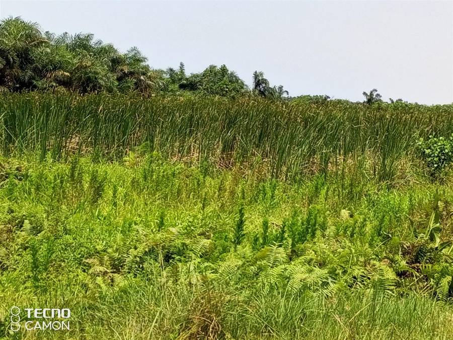 300 Hectares of Land For Sale At Dangote